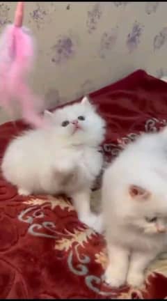 Persian kitten for urgent sale my WhatsApp number 03706577151