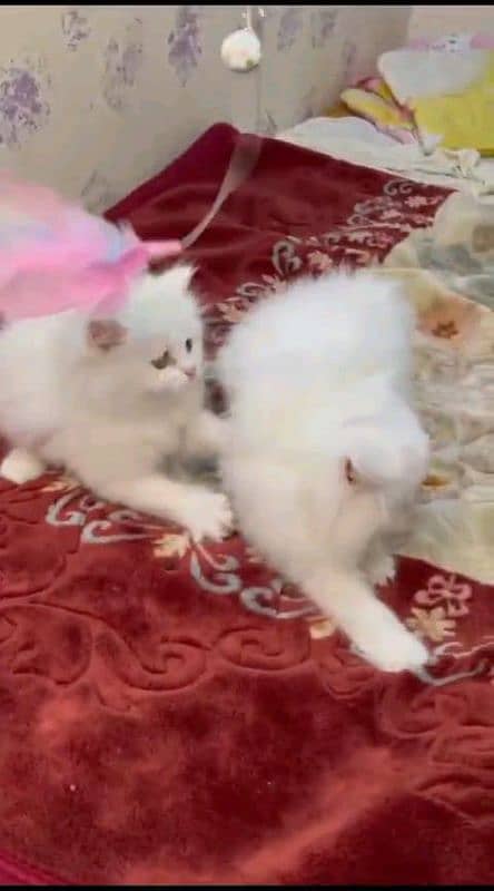 Persian kitten for urgent sale my WhatsApp number 03706577151 1