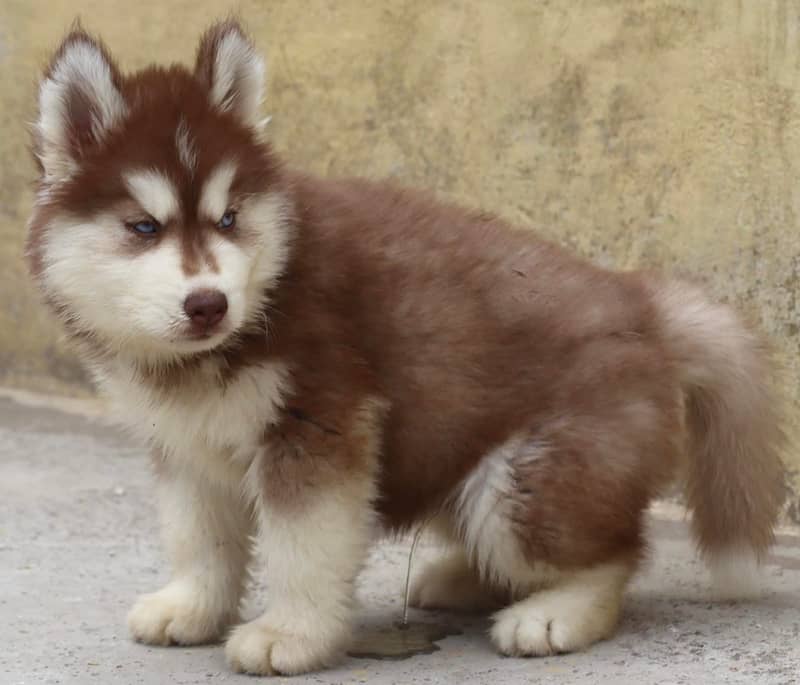 Siberian husky Puppy | Siberian husky Dog! husky Puppy male & female 1