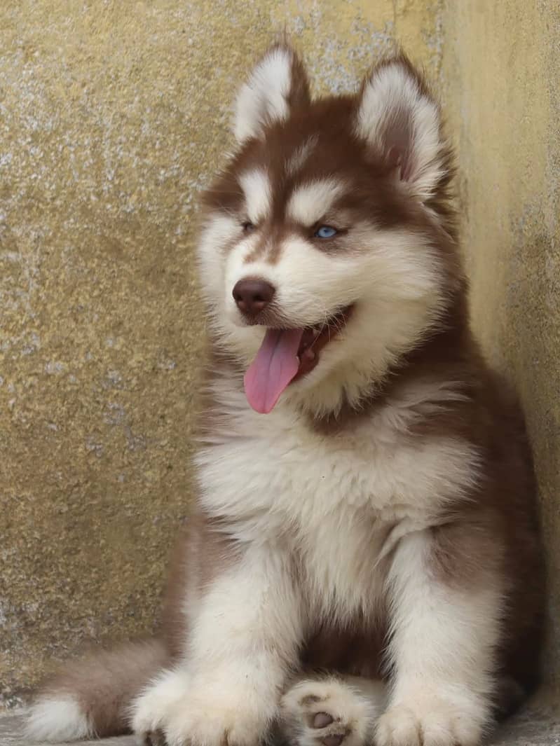 Siberian husky Puppy | Siberian husky Dog! husky Puppy male & female 2