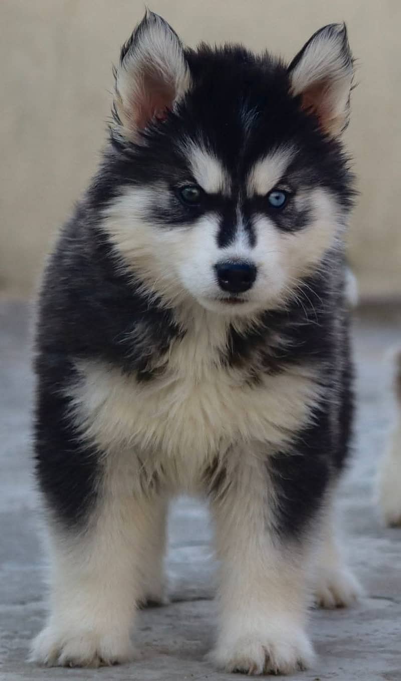 Siberian husky Puppy | Siberian husky Dog! husky Puppy male & female 3