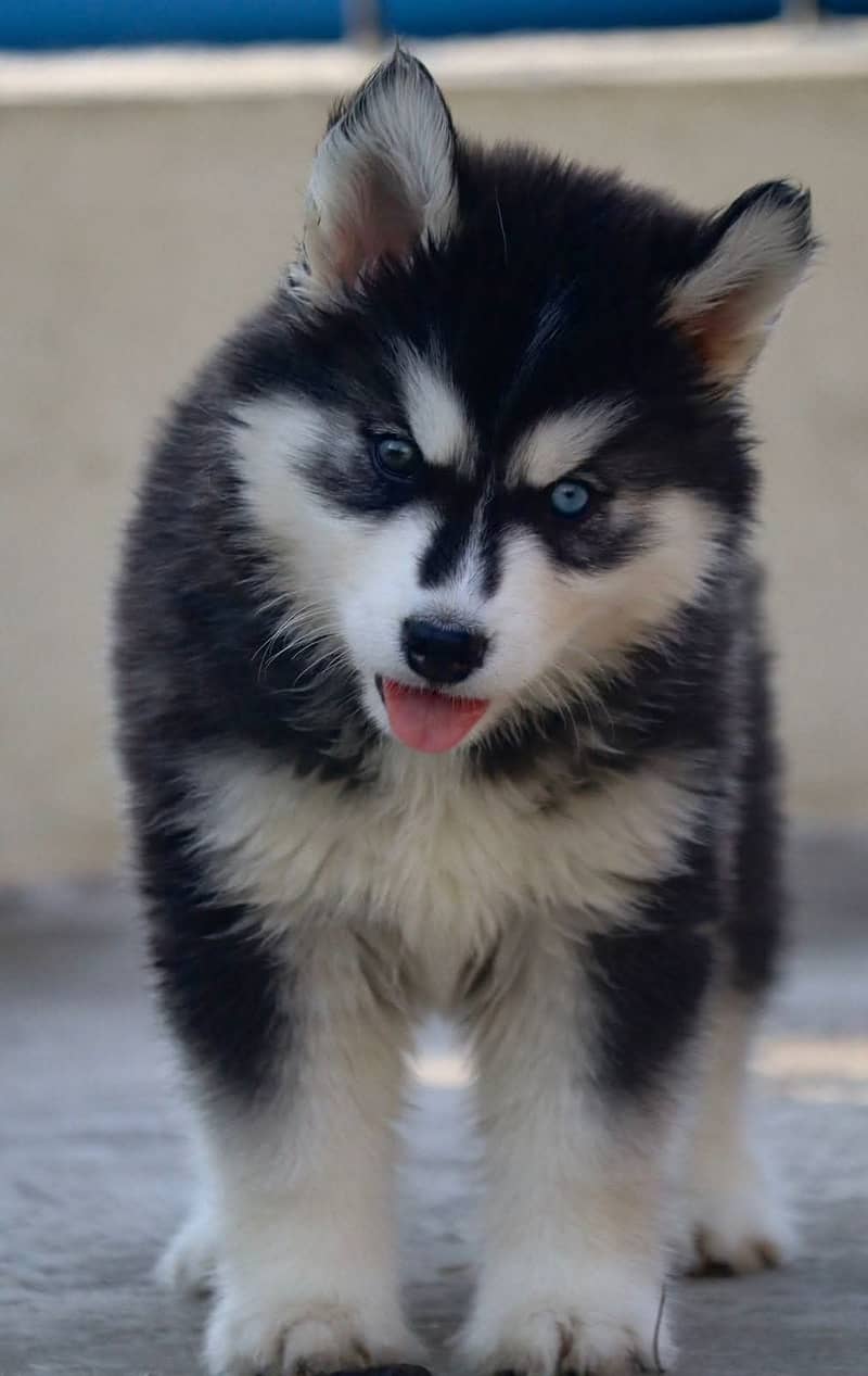 Siberian husky Puppy | Siberian husky Dog! husky Puppy male & female 4