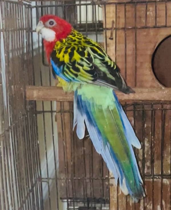 ROSELLA PARROT 0