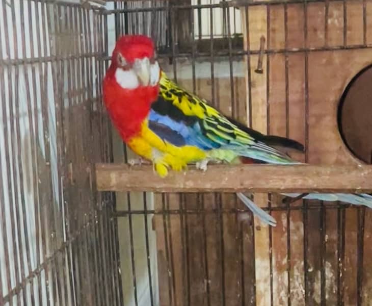 ROSELLA PARROT 1