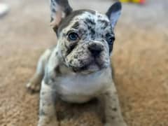 French bulldog Puppy for sale male and female