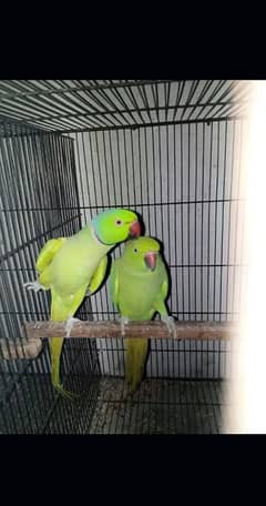 Breeder green pair