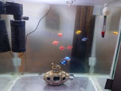 Colour Tetra for Sell or Exchange