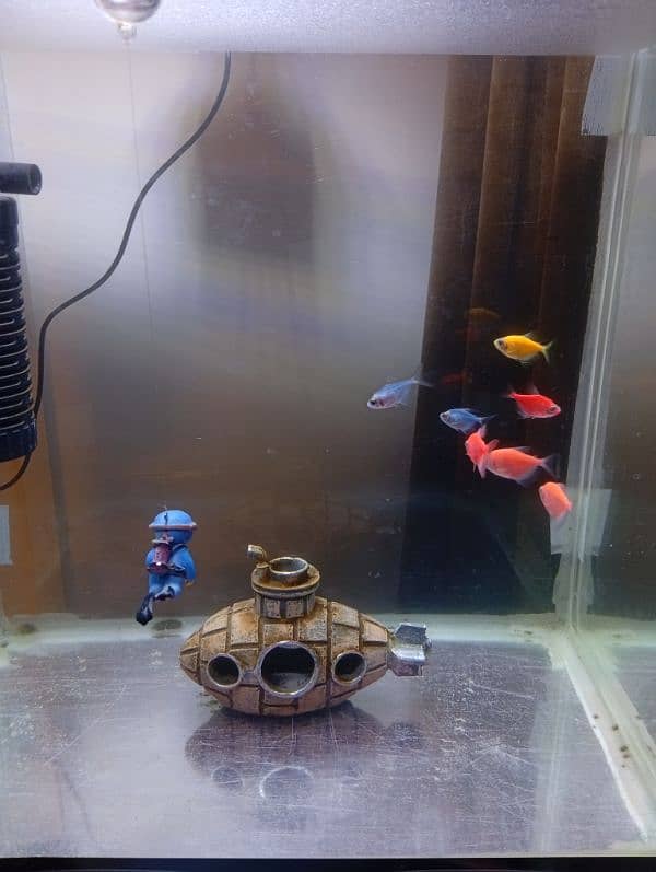 Colour Tetra for Sell or Exchange 2