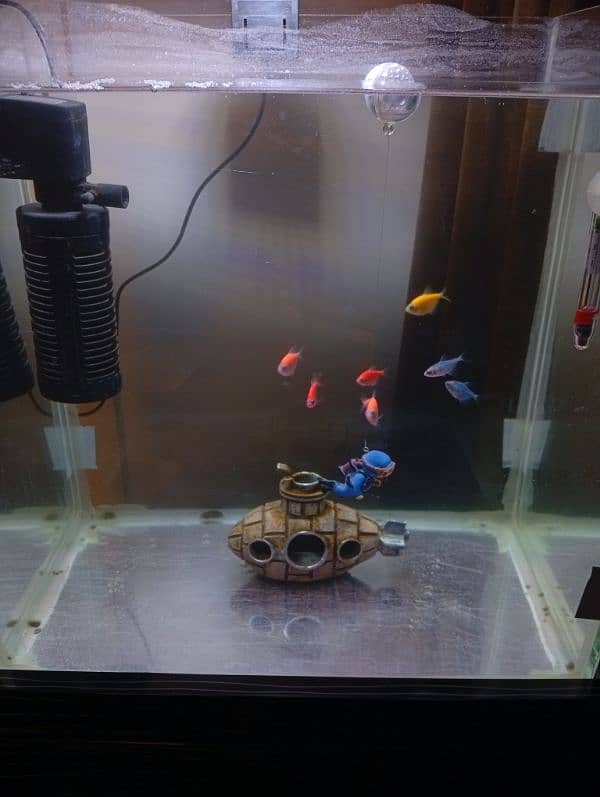 Colour Tetra for Sell or Exchange 3