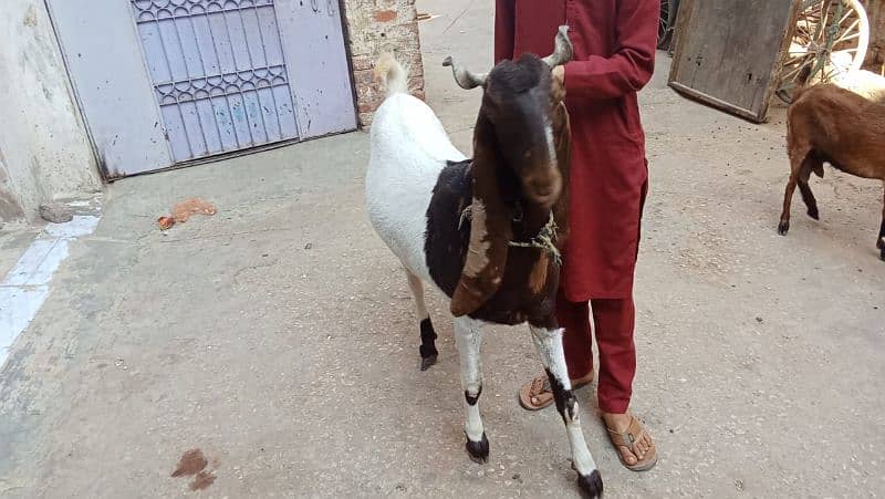 Sindhi Kamuri Bakri path 0