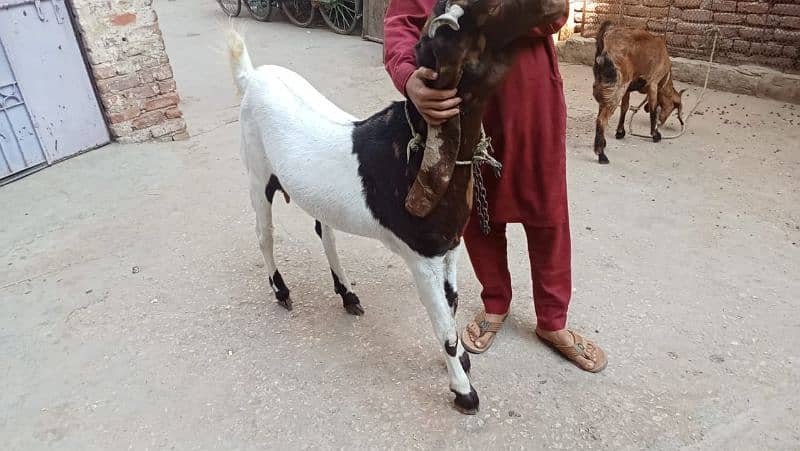 Sindhi Kamuri Bakri path 1