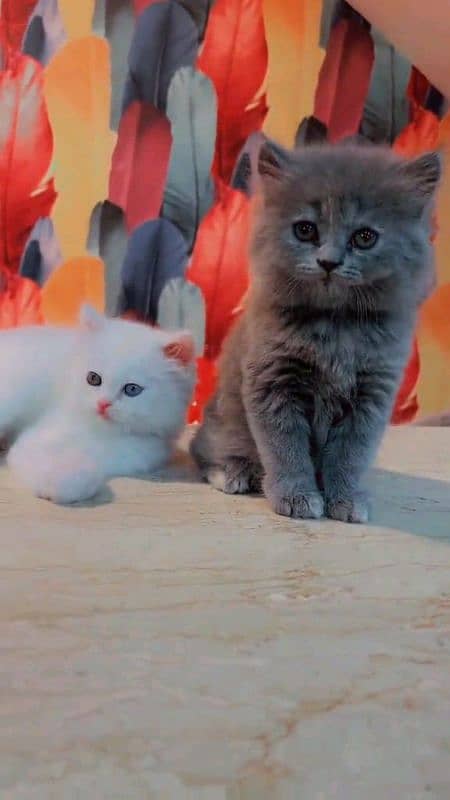 Persian kitten for urgent sale my WhatsApp number 03706577151 1