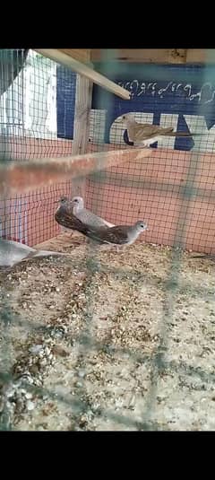 Mix pied dove