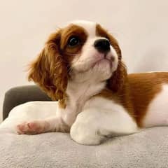 spaniel puppies for sale male & female