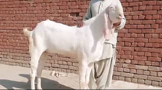 gulabi bakra for sale call on 03257856016