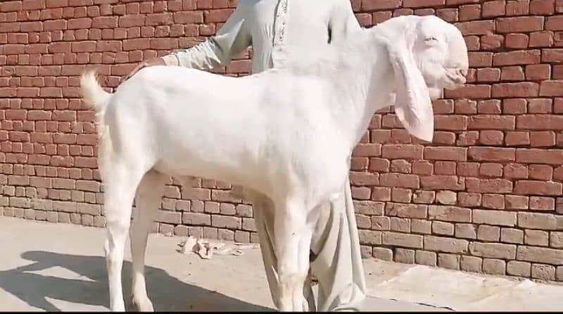 gulabi bakra for sale call on 03257856016 2