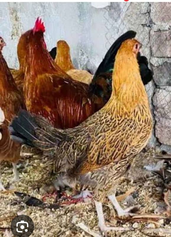 Egg laying hens and 1 breeder for sale 0