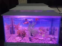 aquarium for sale