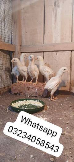 white oh shami chicks available