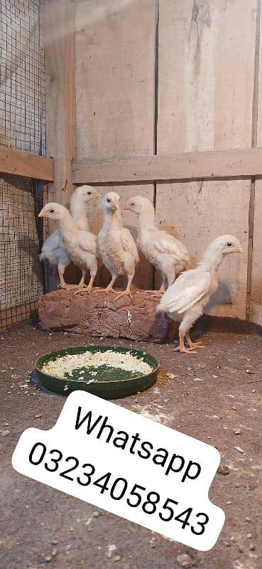 white oh shami chicks available 0