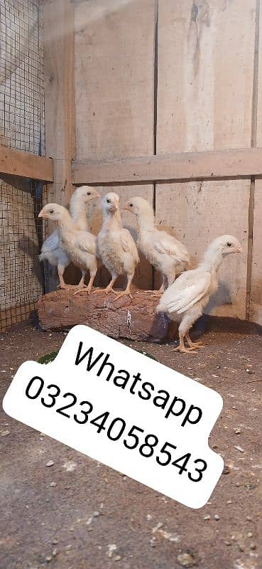 white oh shami chicks available 1