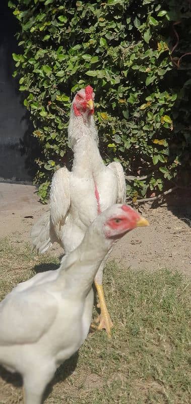 white oh shami chicks available 3