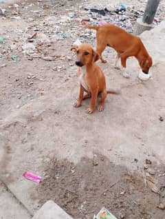 dogs for sell