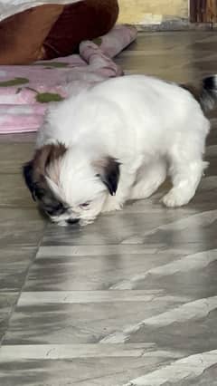 ShihTzu Puppies (2 month old) Male/Female