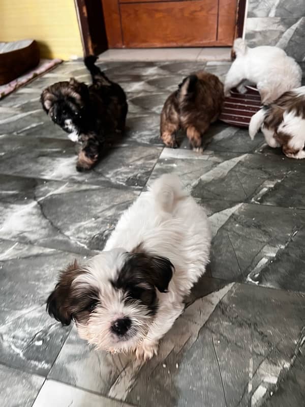 ShihTzu Puppies (2 month old) Male/Female 5