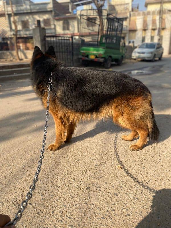 long coat gsd breader male with pedigree documents. . 03186859667 1