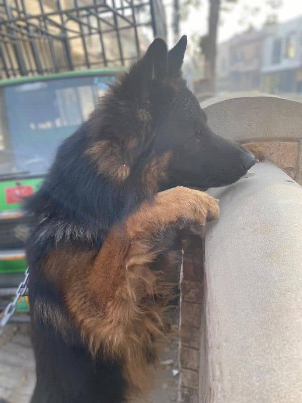 long coat gsd breader male with pedigree documents. . 03186859667 2