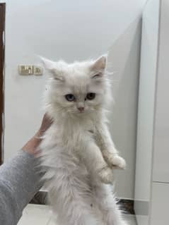 Persian kitten Odd eyes