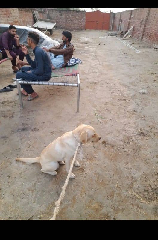 labra breader female 0