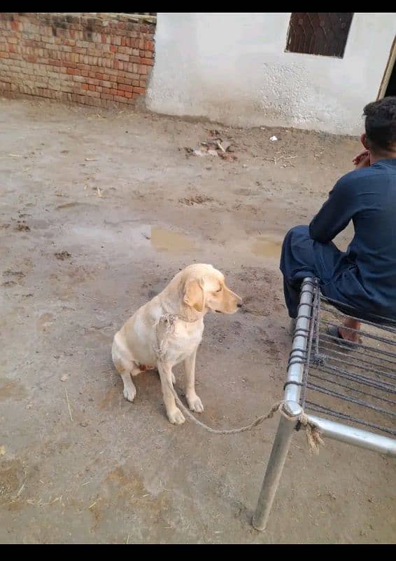 labra breader female 2