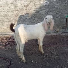 Goat Bukra Contact Number. 03181608397