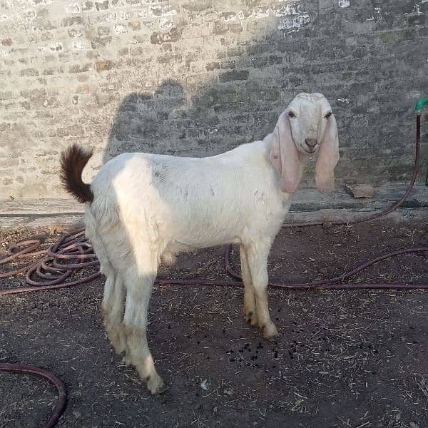 Goat Bukra Contact Number. 03181608397 0