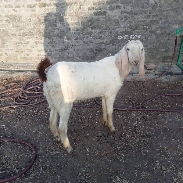 Goat Bukra Contact Number. 03181608397 1