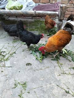 golden mesri hens /eggs laying hens