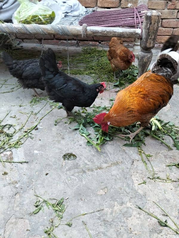 golden mesri hens /eggs laying hens 0