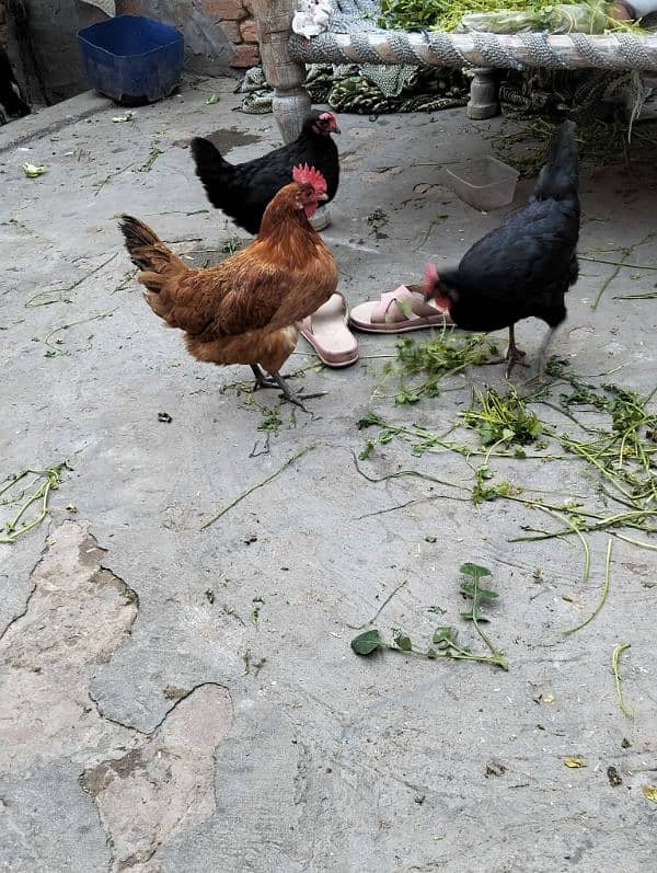 golden mesri hens /eggs laying hens 2