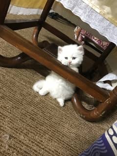 supreme quality persian kitten vaccinated