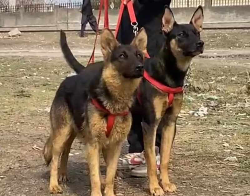 available alshesion Bhagyari | Alsatian Bhagyari security Dog For Sale 4