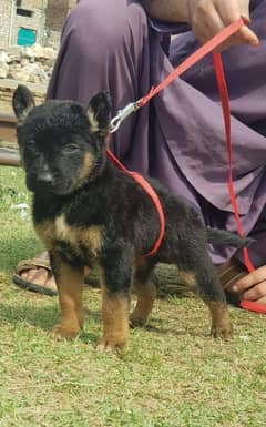 German Shepherd single code male for sale