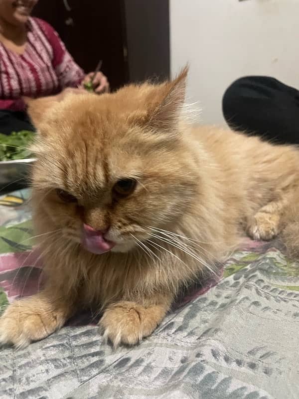 pour samei persian cat 6