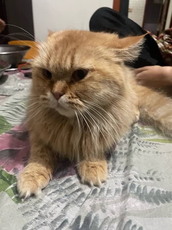 pour samei persian cat 8