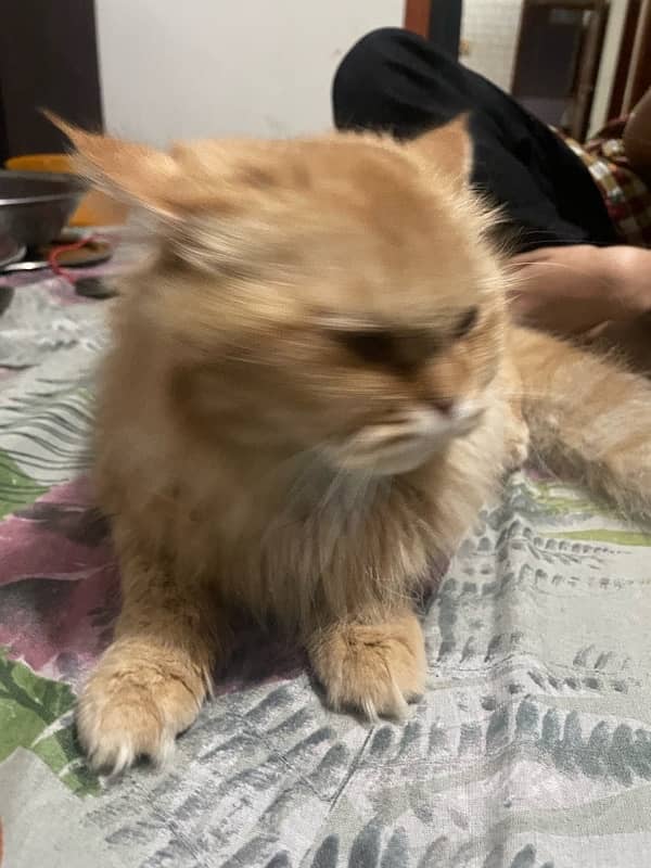 pour samei persian cat 9