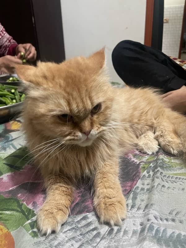 pour samei persian cat 10