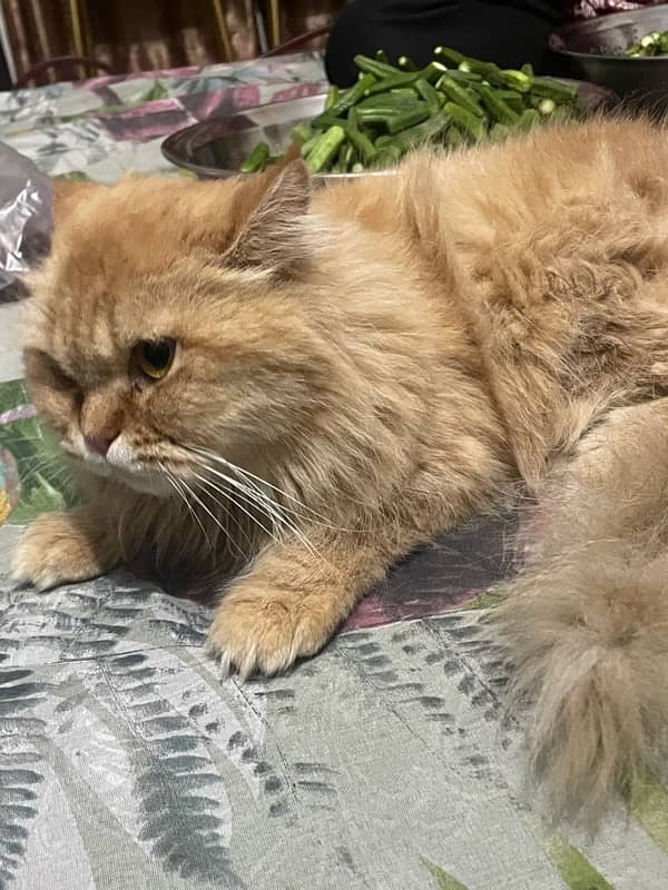 pour samei persian cat 13