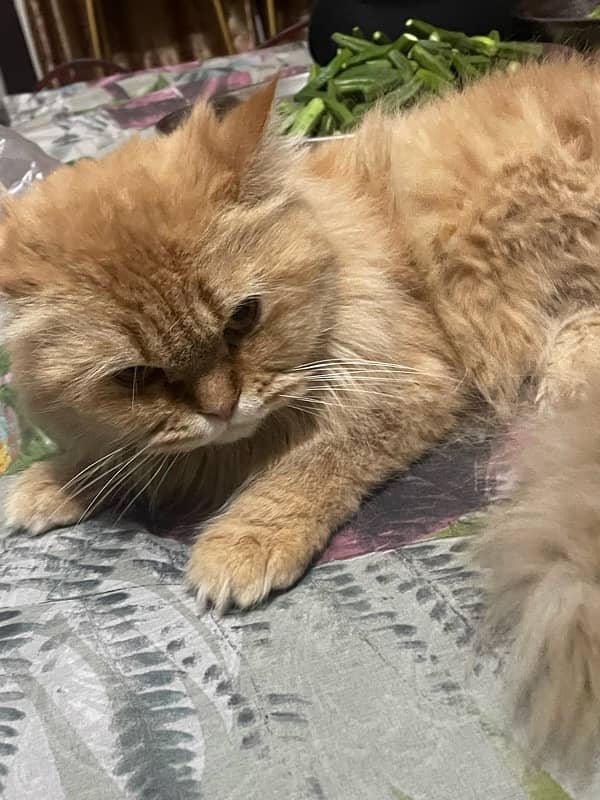 pour samei persian cat 14