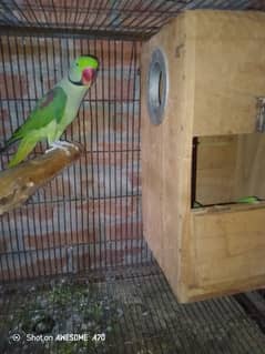 breeder pair with 4 eggs with box for sale